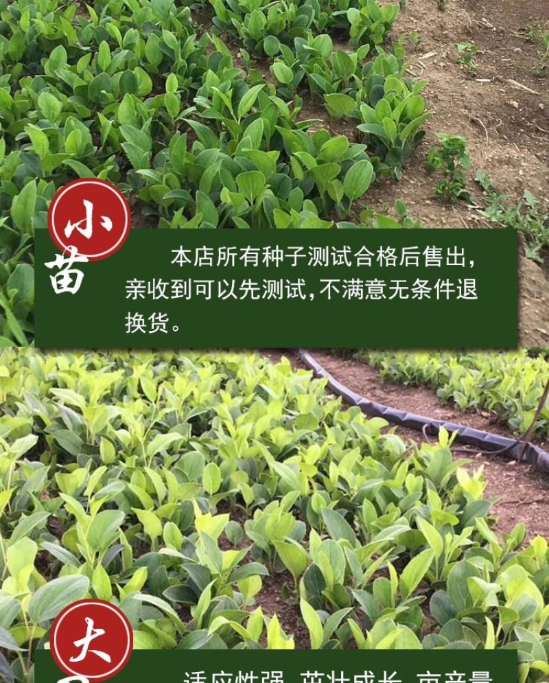 苍术种苗，苍术苗可以直接联系来基地实地考察