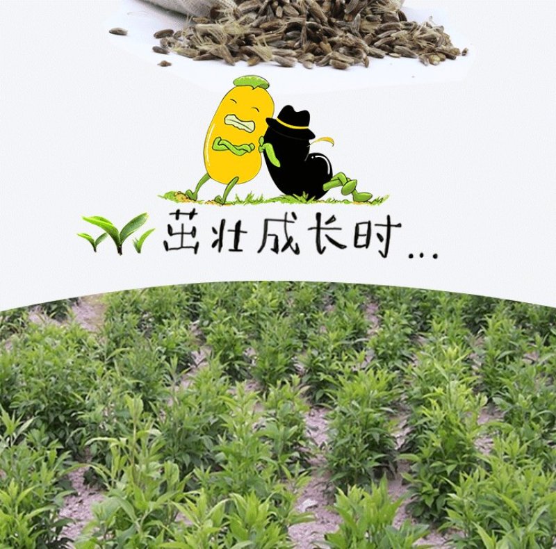 苍术种苗，苍术苗可以直接联系来基地实地考察