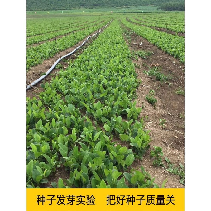苍术种苗，苍术苗可以直接联系来基地实地考察