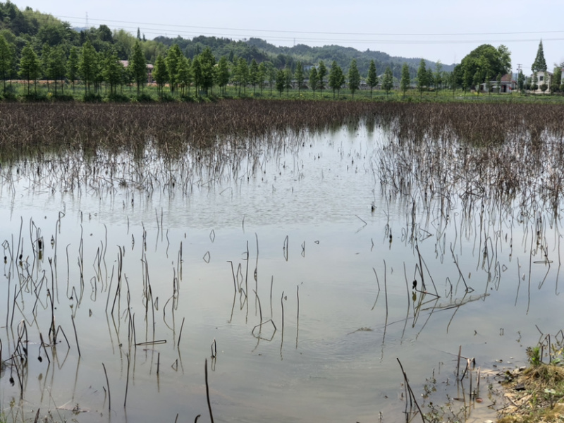 养殖场地出租。交通便利环境优美养殖休闲均可求合作