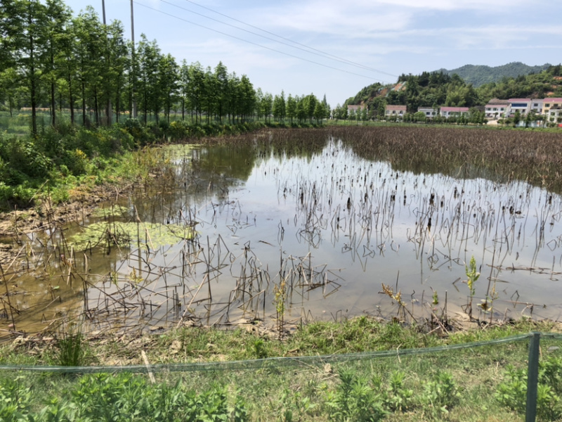 养殖场地出租。交通便利环境优美养殖休闲均可求合作