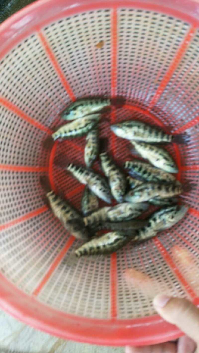 石斑鱼苗，淡水石斑，花斑苗，杂食性，水质