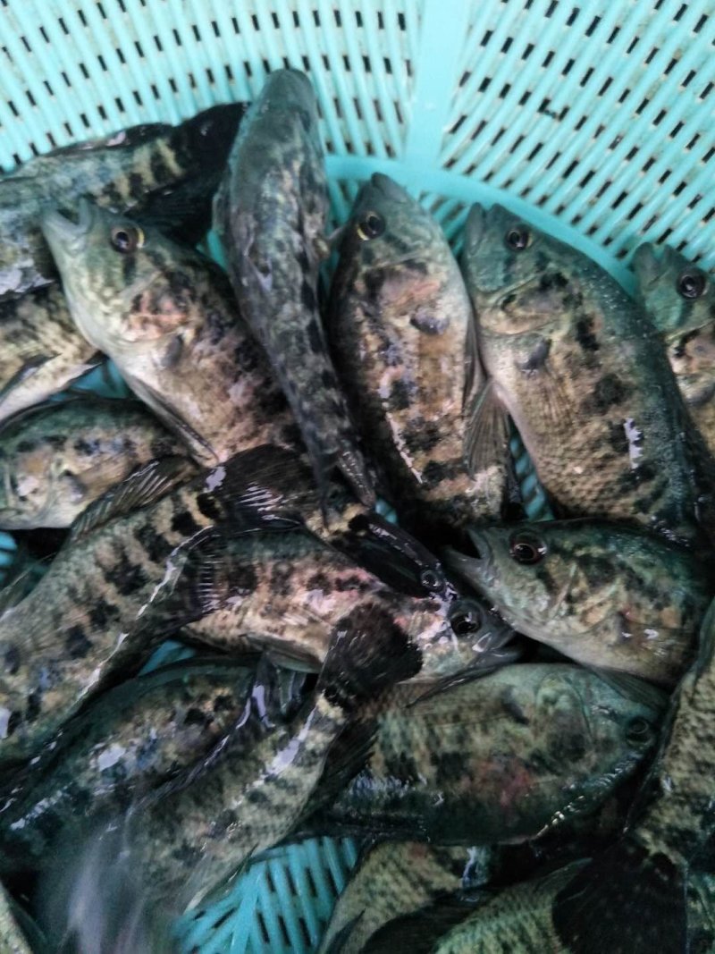 石斑鱼苗，淡水石斑，花斑苗，杂食性，水质