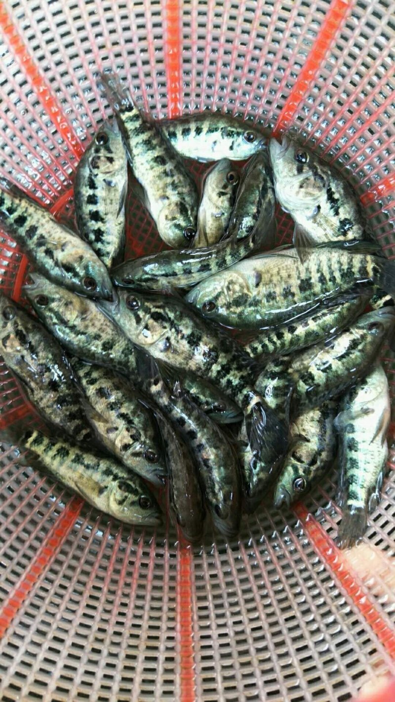 石斑鱼苗，淡水石斑，花斑苗，杂食性，水质