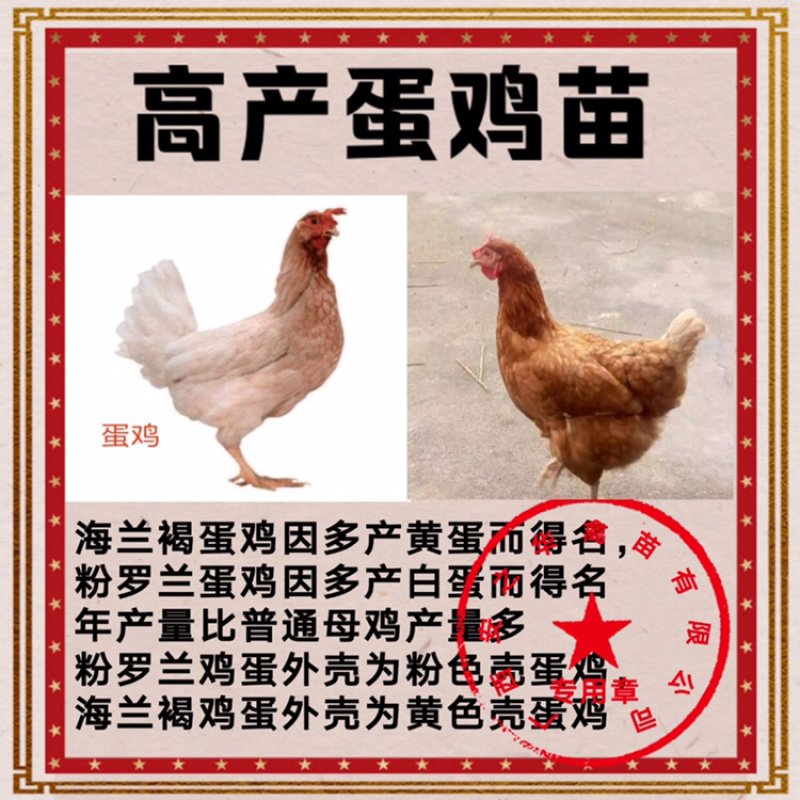 蛋鸡苗，️诚信经营、店内有（诚信企业）证明