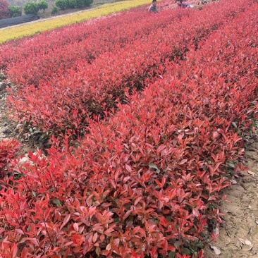 精品红叶石楠，质量好