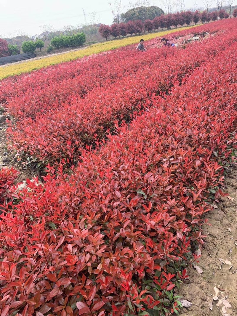 精品红叶石楠，质量好