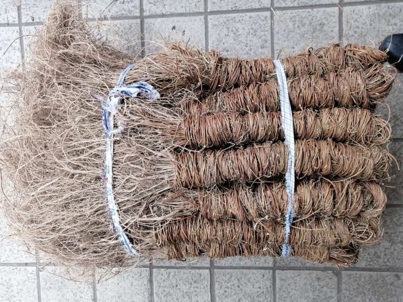 鸡骨草大、小叶鸡骨草全株，家种、野生均有货