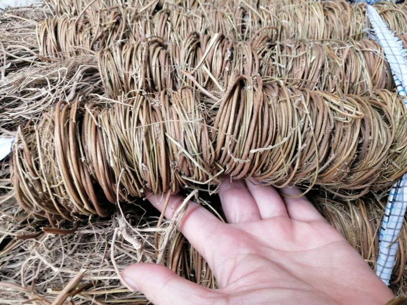 鸡骨草大、小叶鸡骨草全株，家种、野生均有货