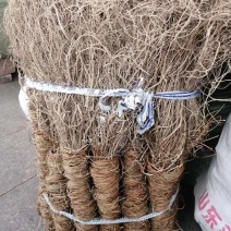 鸡骨草大、小叶鸡骨草全株，家种、野生均有货