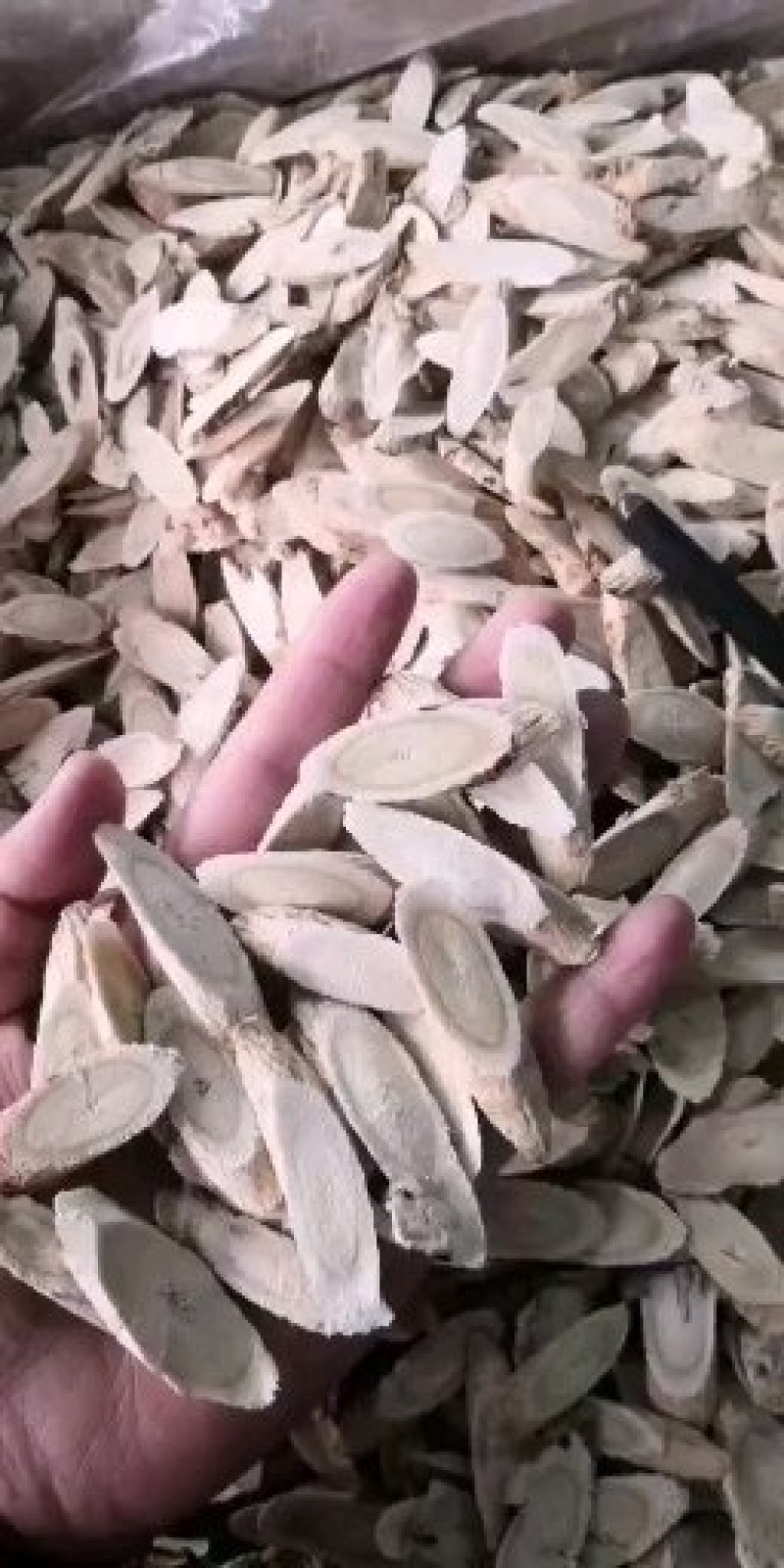 黄芪片，瓜子片、压片，无硫北芪片型好颜色靓干度好大量供应