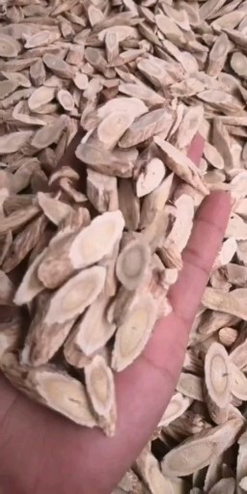 黄芪片，瓜子片、压片，无硫北芪片型好颜色靓干度好大量供应