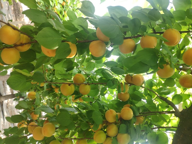 金太阳杏现货大黄杏大量上市河南安阳内黄县