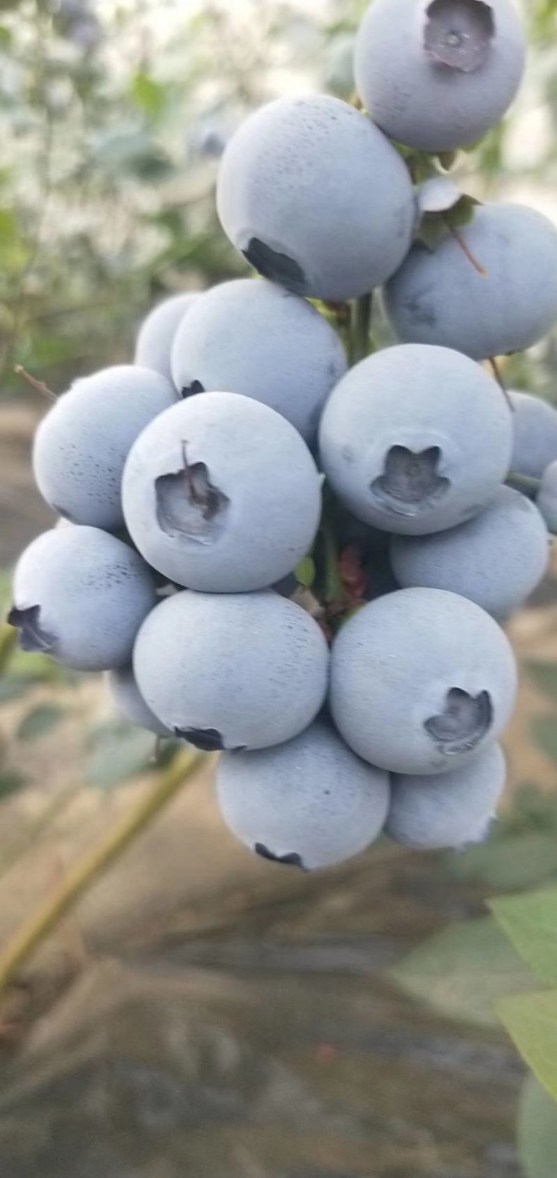 丹东蓝莓—自由，头茬果果粉好耐运输耐储存
