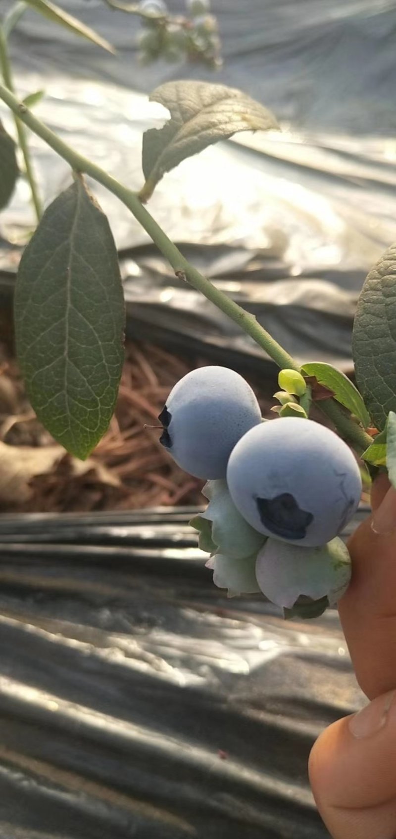 丹东蓝莓—自由，头茬果果粉好耐运输耐储存
