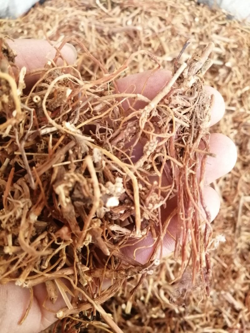 龙胆草，统货、全根，统货根切片、全根切片