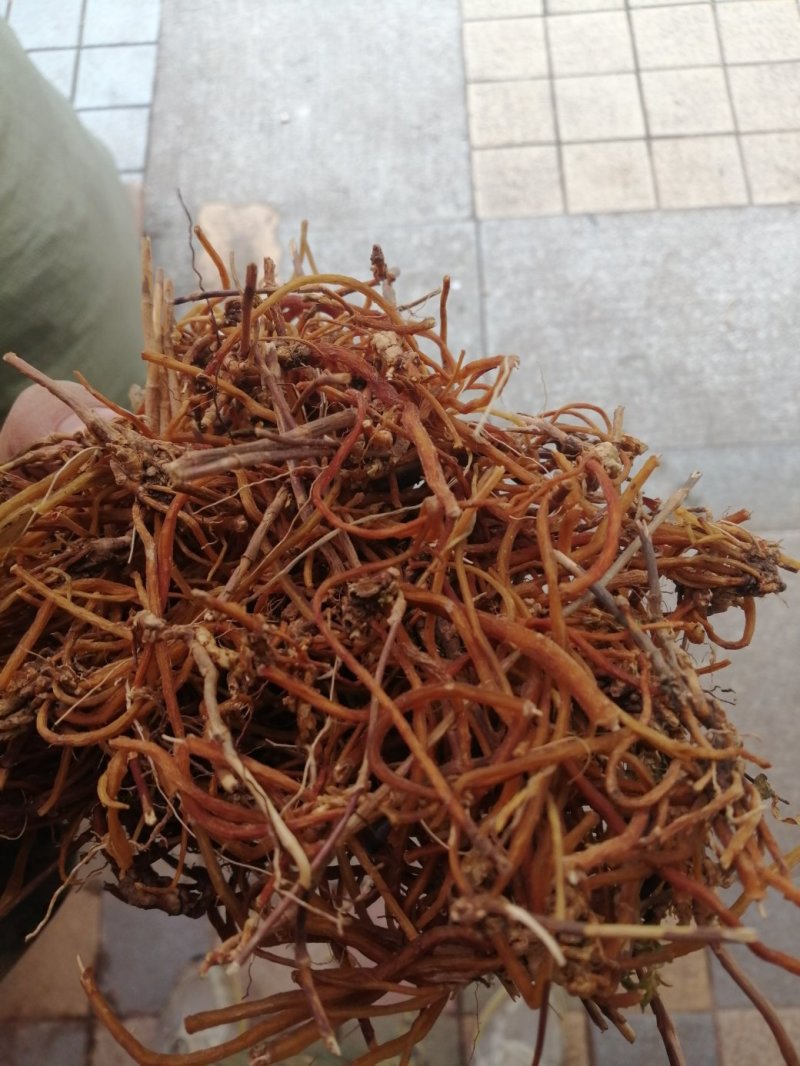 龙胆草，统货、全根，统货根切片、全根切片