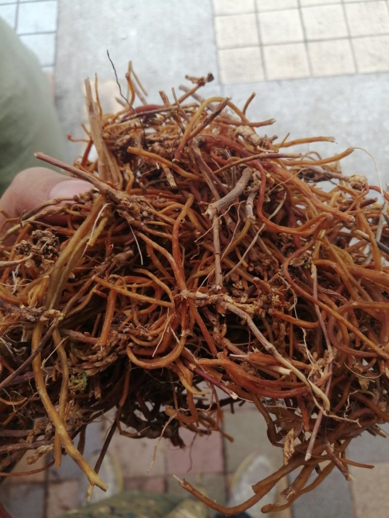 龙胆草，统货、全根，统货根切片、全根切片