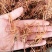 龙胆草，统货、全根，统货根切片、全根切片
