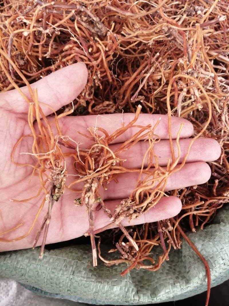 龙胆草，统货、全根，统货根切片、全根切片