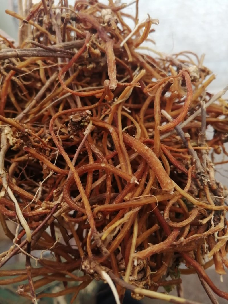 龙胆草，统货、全根，统货根切片、全根切片