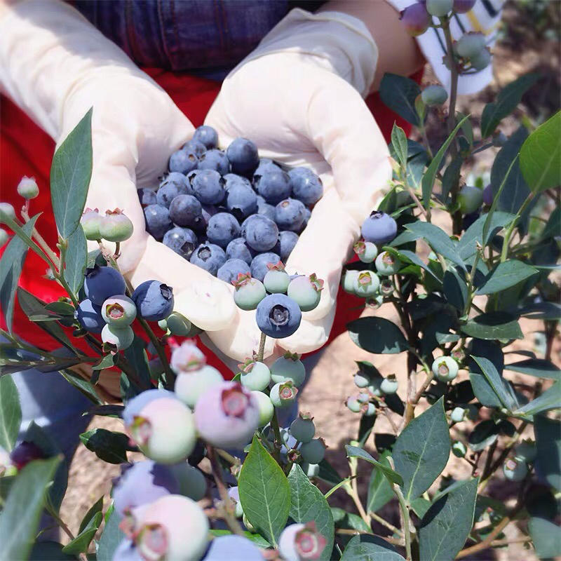 【精品蓝莓】蓝莓杭州优质蓝莓鲜果现摘现发代发全国