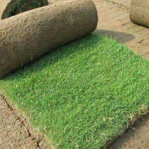 马尼拉草皮