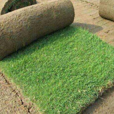 马尼拉草皮