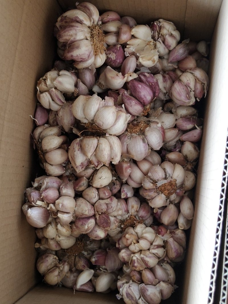 开花蒜，场地直接采购，供货