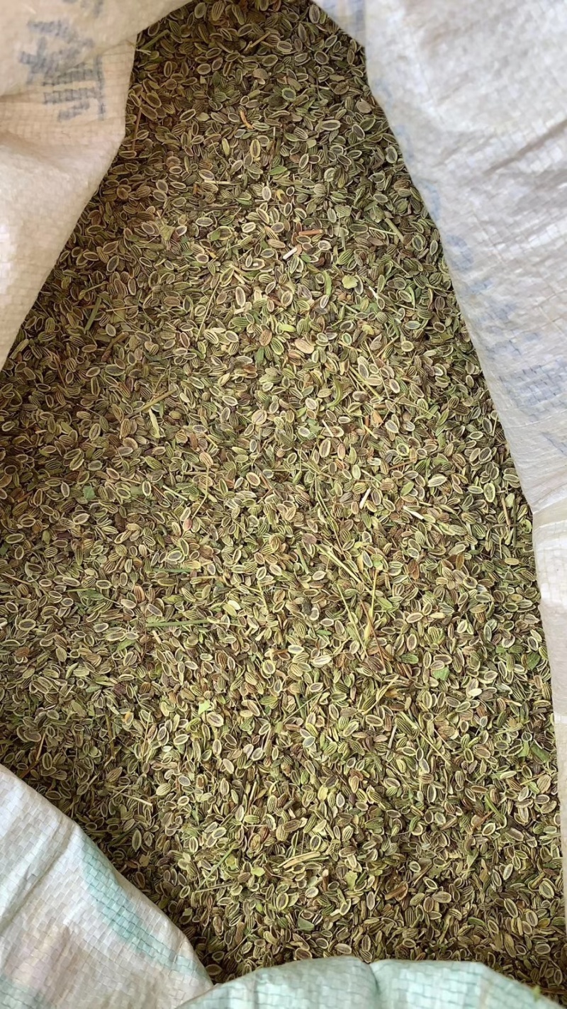 防风种子纯新种子货包发芽免费技术指导批发