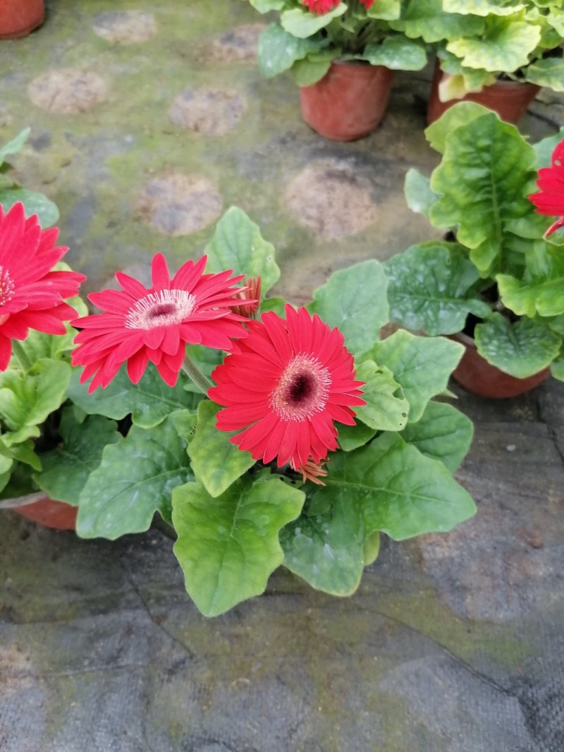 扶郎花，非洲菊，基地直发