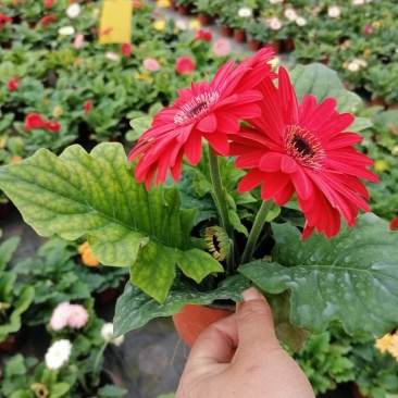 扶郎花，非洲菊，基地直发