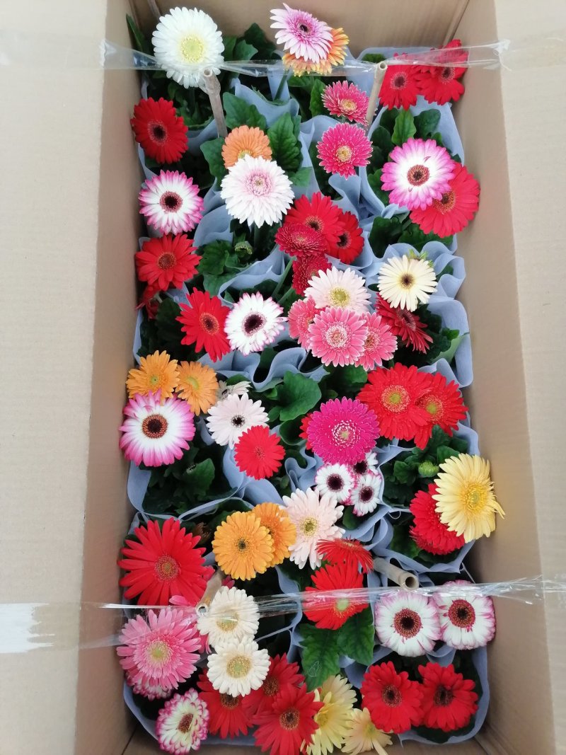 扶郎花，非洲菊，基地直发
