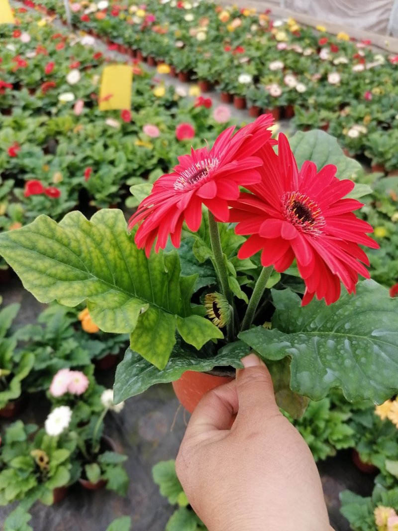 扶郎花，非洲菊，基地直发