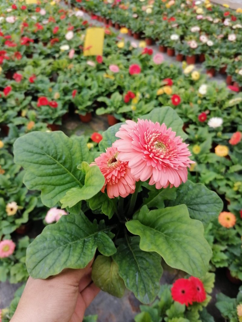 扶郎花，非洲菊，基地直发