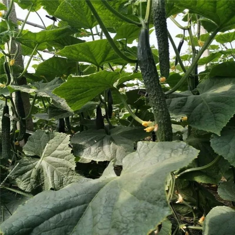 新鲜精选油亮密刺黄瓜货源充足产地直销大量上市