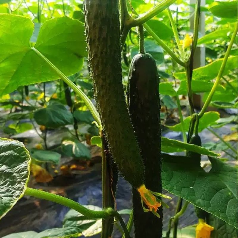 新鲜精选油亮密刺黄瓜货源充足产地直销大量上市