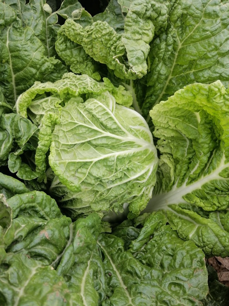云南精品大白菜黄心白菜保质保量新鲜发货量大从优批发电商