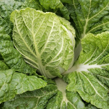 云南精品大白菜黄心白菜保质保量新鲜发货量大从优批发电商