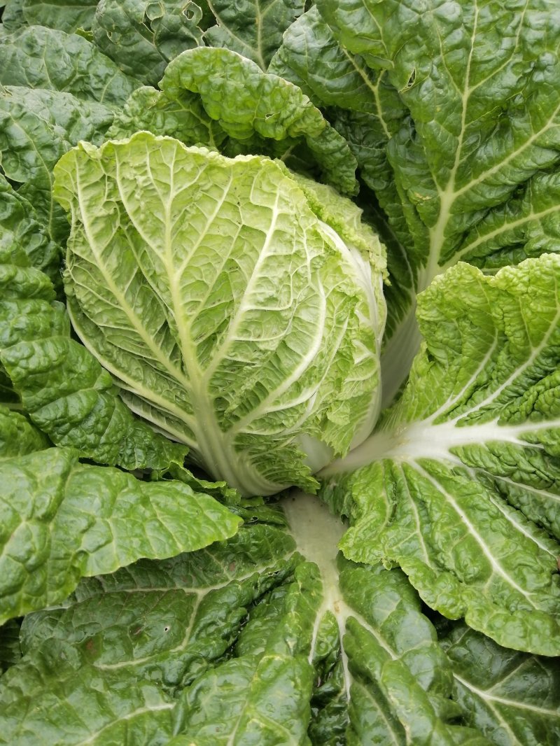 云南精品大白菜黄心白菜保质保量新鲜发货量大从优批发电商
