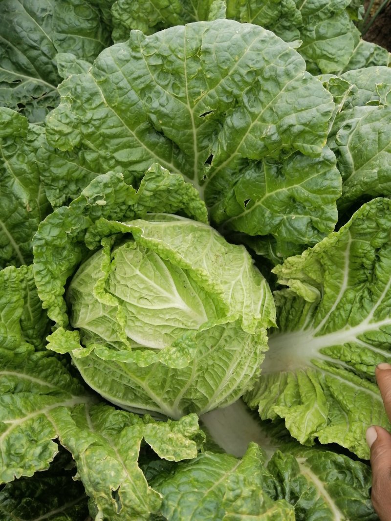 云南精品大白菜黄心白菜保质保量新鲜发货量大从优批发电商