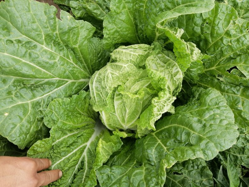 云南精品大白菜黄心白菜保质保量新鲜发货量大从优批发电商