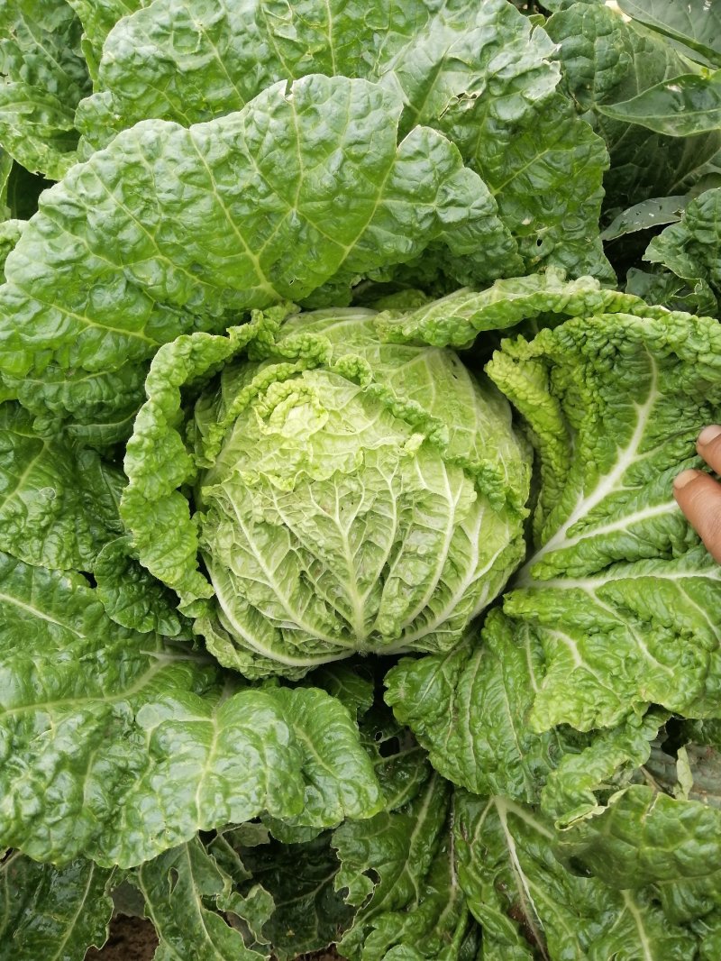 云南精品大白菜黄心白菜保质保量新鲜发货量大从优批发电商