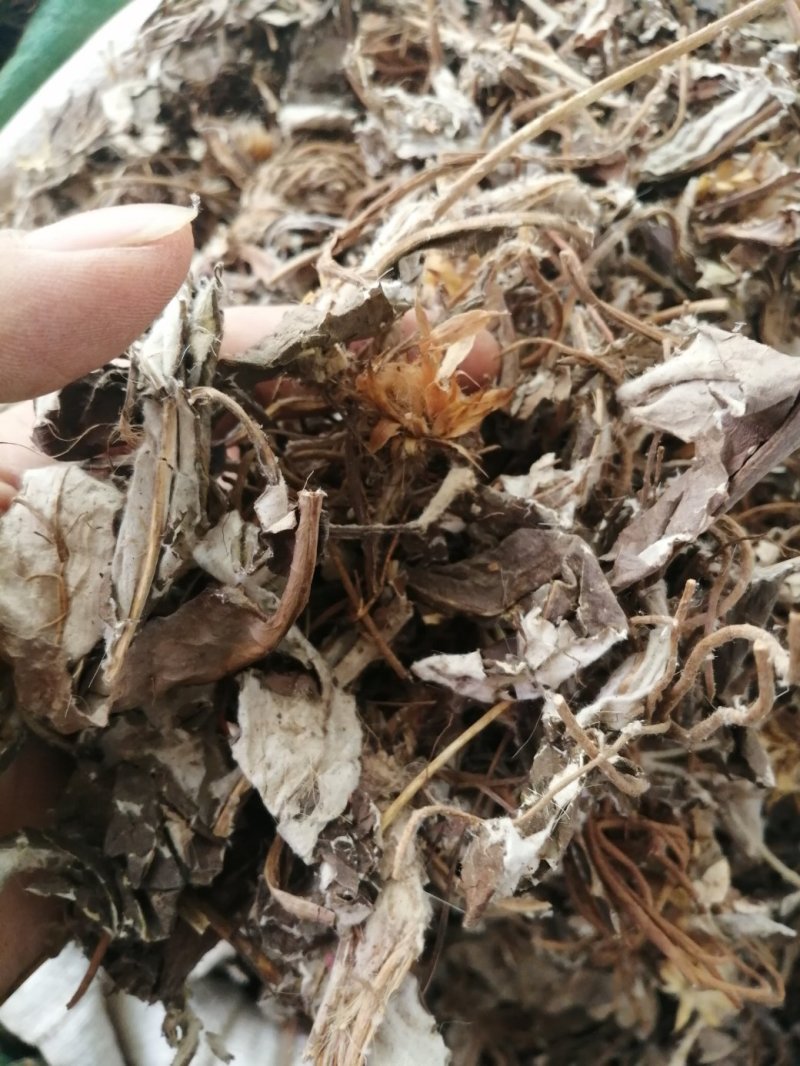 毛大丁草、白眉草、兔耳风、一枝香，黑白眉草，长期供应