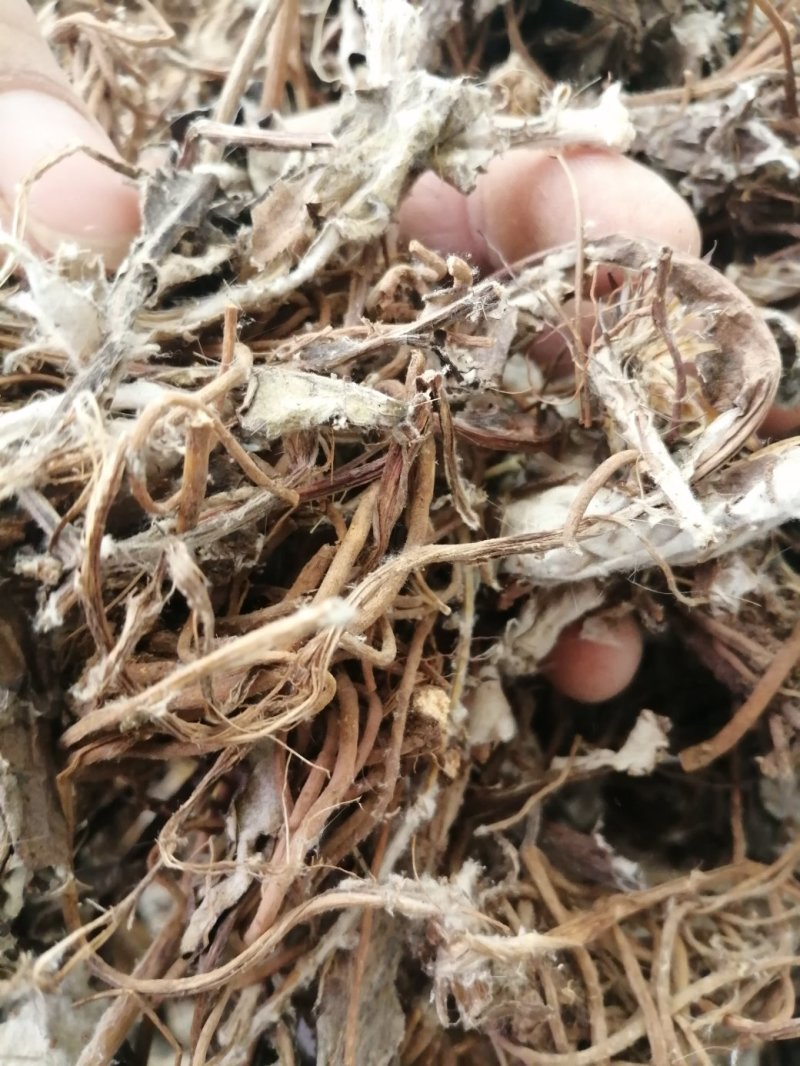 毛大丁草、白眉草、兔耳风、一枝香，黑白眉草，长期供应