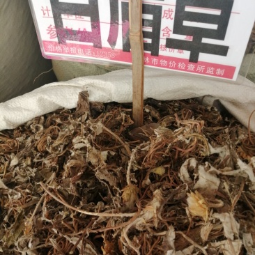毛大丁草、白眉草、兔耳风、一枝香，黑白眉草，长期供应