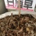 毛大丁草、白眉草、兔耳风、一枝香，黑白眉草，长期供应