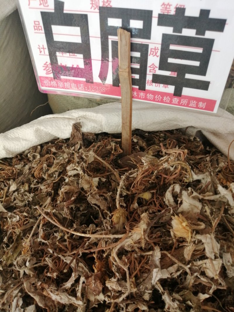 毛大丁草、白眉草、兔耳风、一枝香，黑白眉草，长期供应
