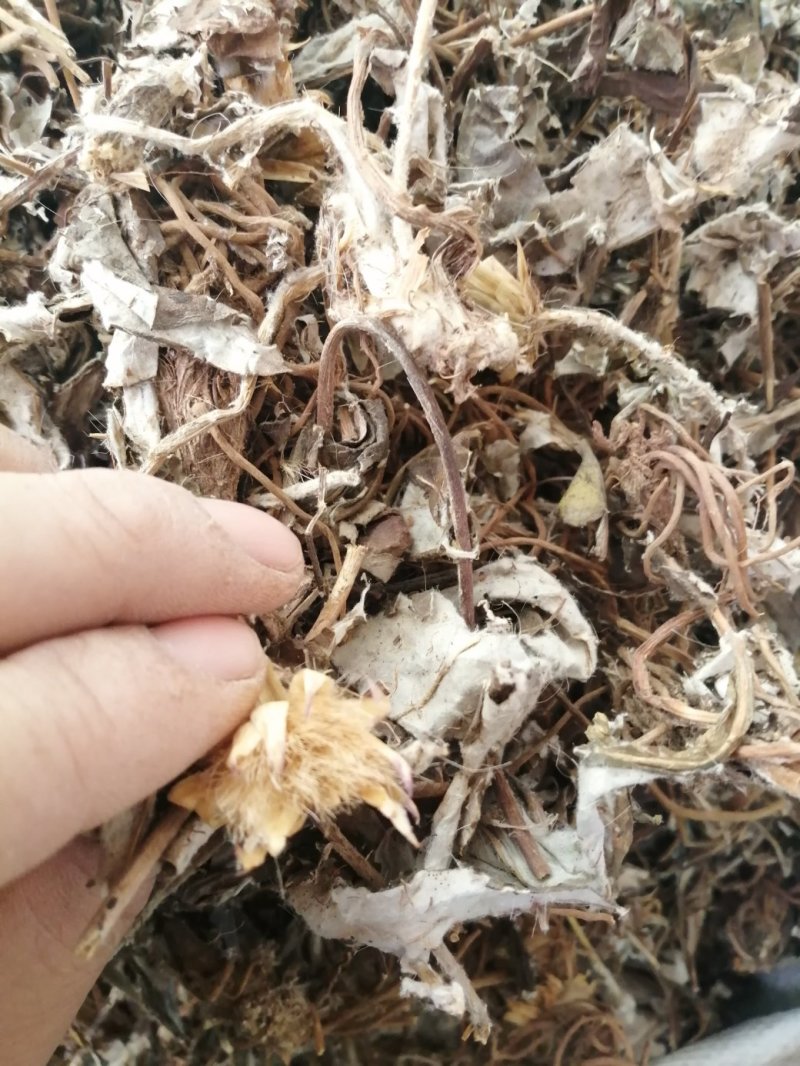 毛大丁草、白眉草、兔耳风、一枝香，黑白眉草，长期供应