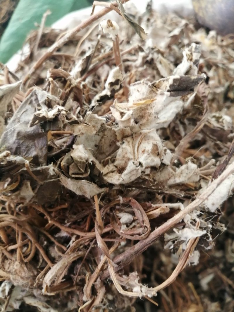毛大丁草、白眉草、兔耳风、一枝香，黑白眉草，长期供应